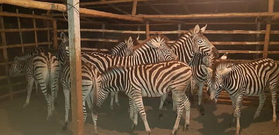 যশোরে হাট থেকে ৯ জেব্রা উদ্ধার