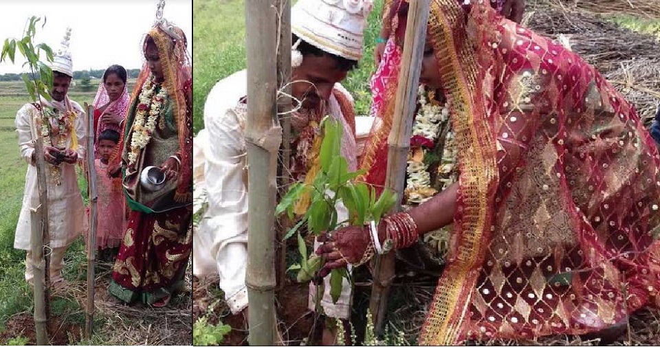 রাস্তার দুপাশে গাছ লাগিয়ে বিয়ের উৎসব