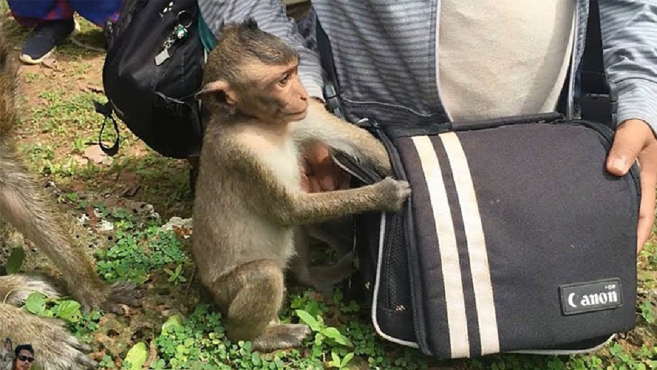 ২ লাখ টাকা নিয়ে পালাল ছিনতাইকারী বানর