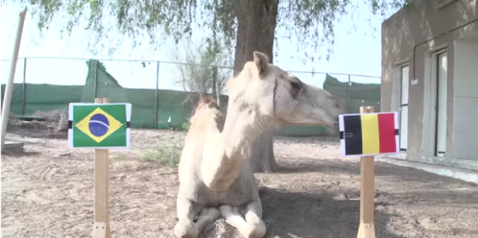 উট জানিয়েছে জিতবে বেলজিয়াম