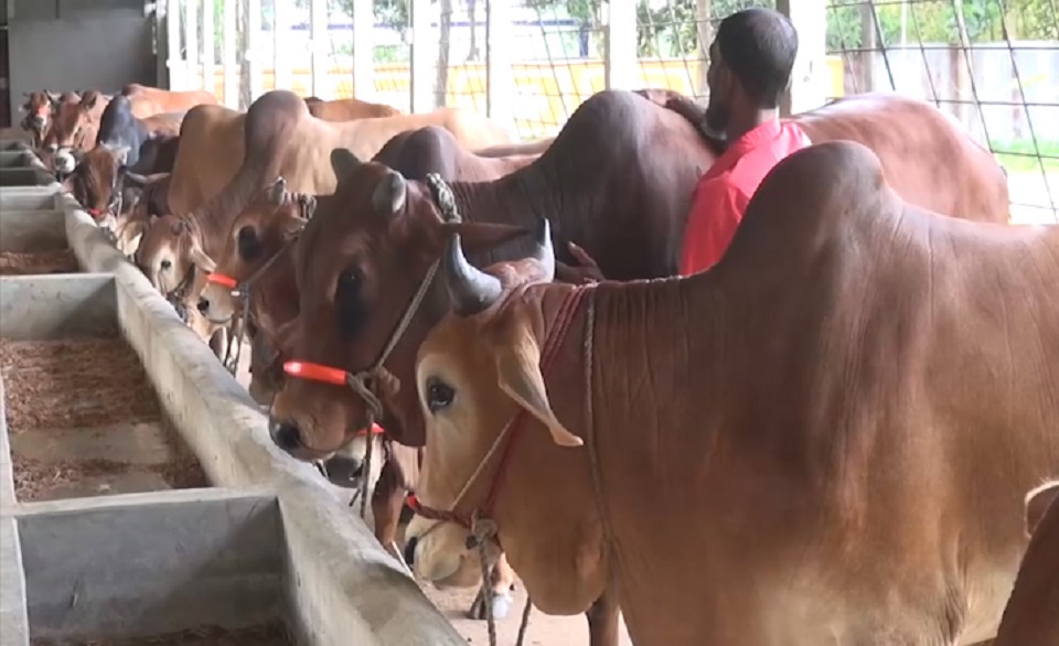 ওজনে বিক্রি হচ্ছে কোরবানির পশু!