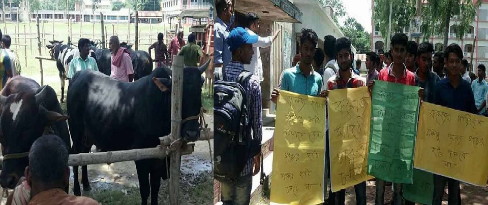 কলেজ মাঠে গরুর হাট