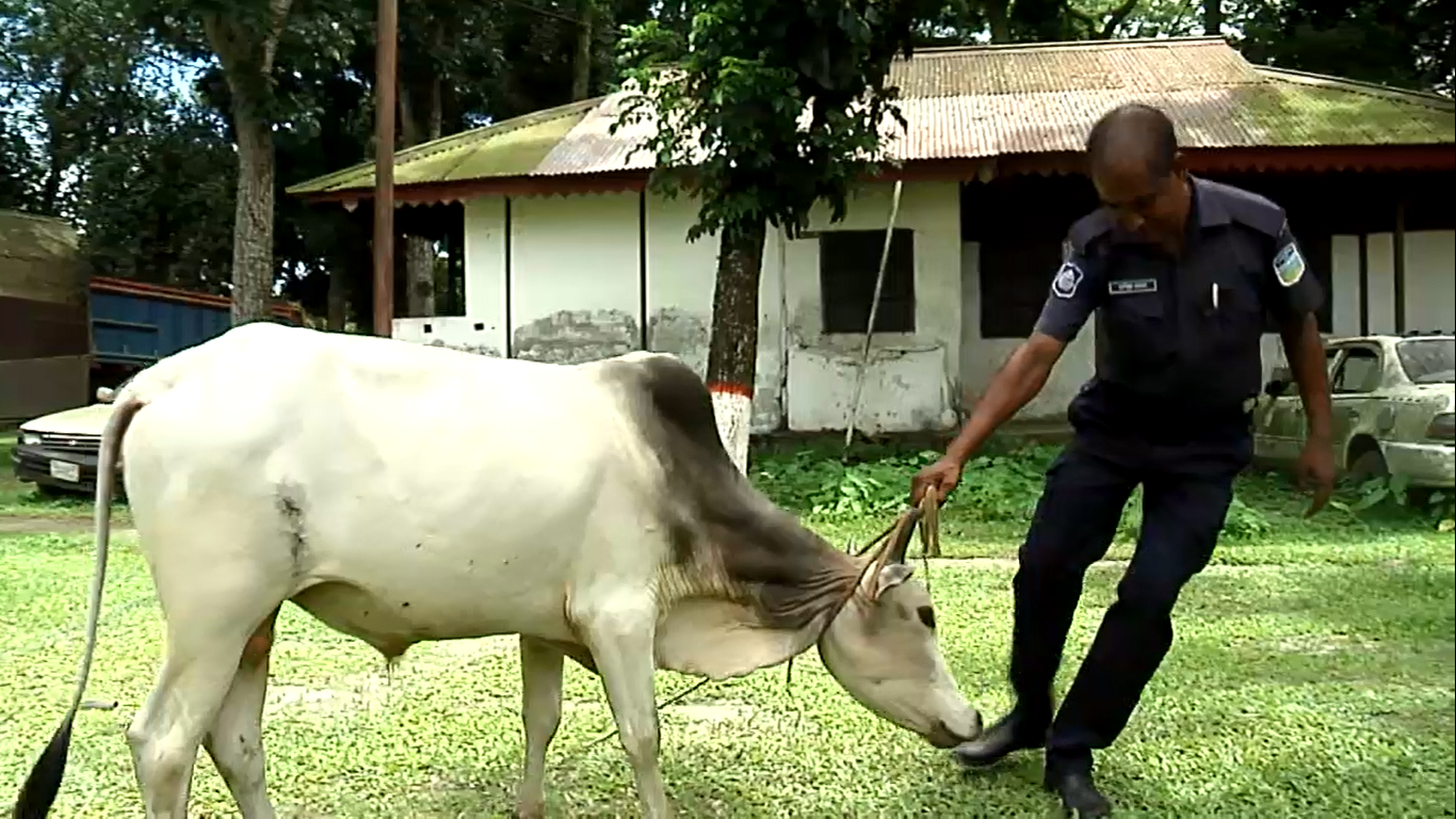 গরু, তুমি কার?