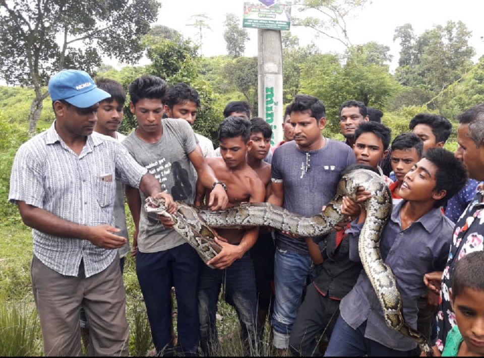 ছাগল খেতে গিয়ে ধরা পড়লো অজগর