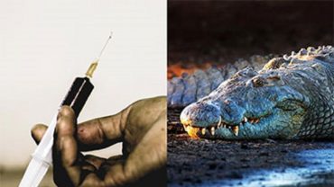 যে নেশা মানুষকে ‘কুমির’ বানাচ্ছে