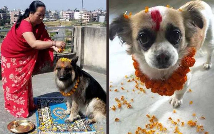 দীপাবলিতে ধুমধাম করে কুকুরপুজো