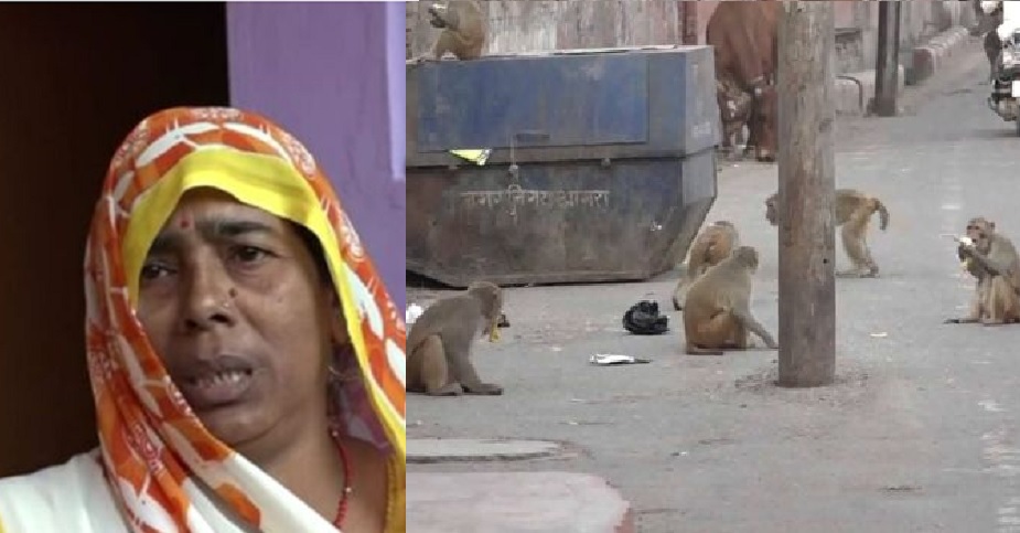 মায়ের কোল থেকে বাচ্চাকে কেড়ে নিয়ে হত্যা করলো বানর