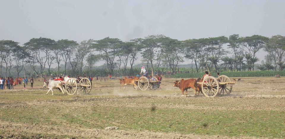 ঝিনাইদহে ঐতিহ্যবাহী গরুর গাড়ি দৌড় প্রতিযোগিতা