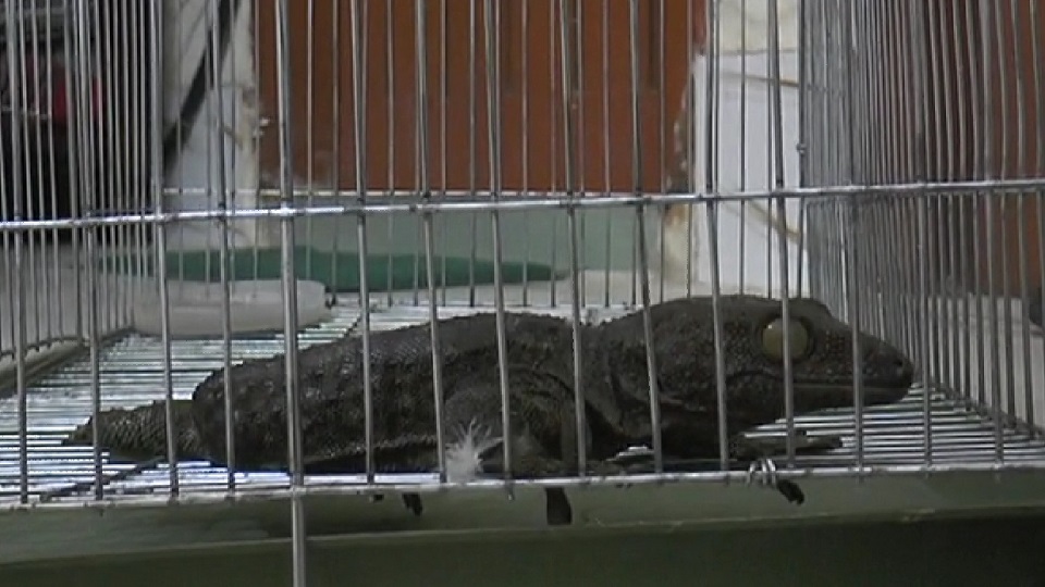 গাইবান্ধায় কোটি টাকার তক্ষক উদ্ধার, আটক ৪