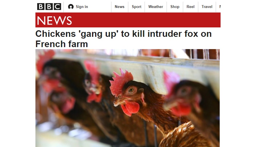 ৩ হাজার মুরগি জড়ো হয়ে একযোগে হামলা, শিয়াল নিহত!