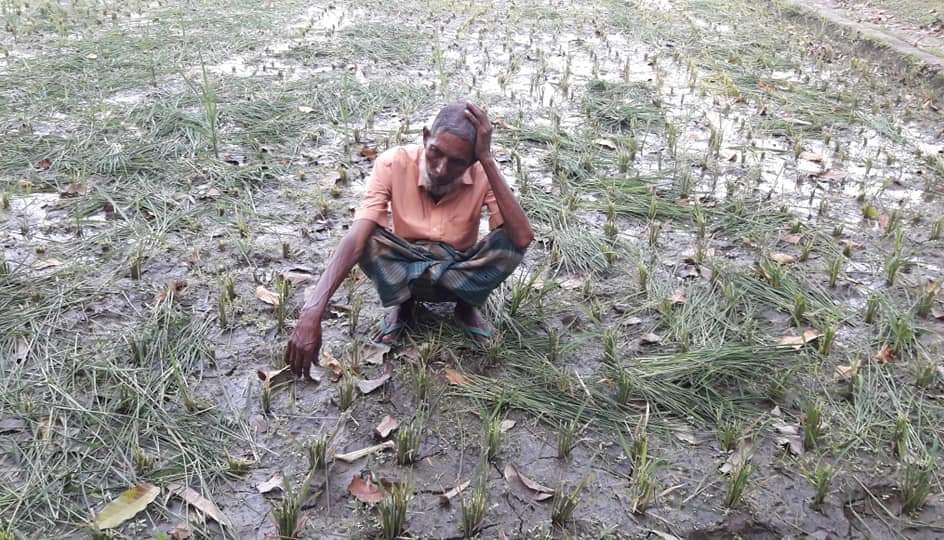 ধানের সঙ্গে এ কেমন শত্রুতা!