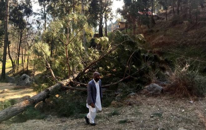 সংরক্ষিত বনে বোমা ফেলে ‘গাছ হত্যা’: জাতিসংঘে বিচার চাইবে পাকিস্তান