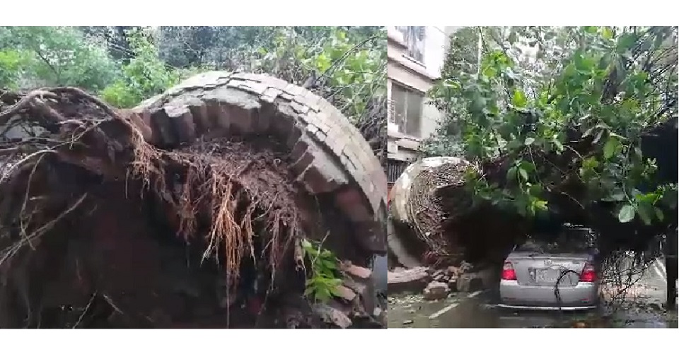 বনানীতে সড়কে উপড়ে পড়লো বিশাল গাছ