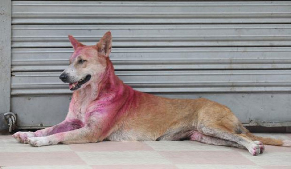 রাজধানীতে এত ‘রঙিন’ কুকুর কোত্থেকে এলো?