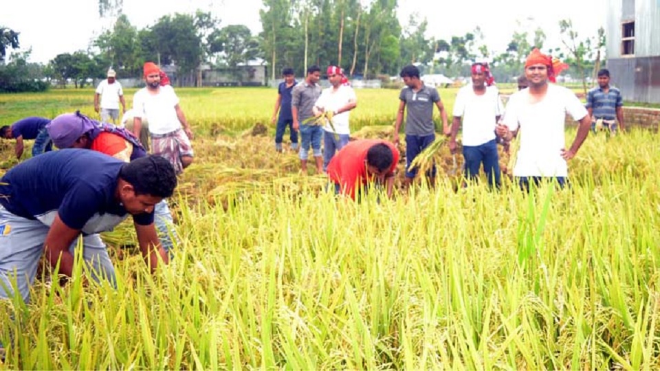 এবার কৃষকের ধান কাটলো পুলিশ
