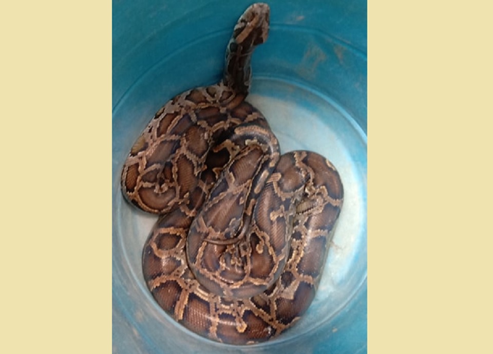 গলাচিপায় ১২ফুট লম্বা অজগর সাপ উদ্ধার