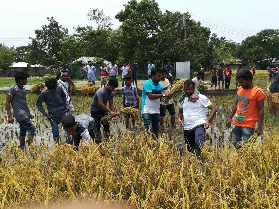 পাবনায় কৃষকের ধান কেটে ঘরে তুলে দিল ছাত্রলীগ