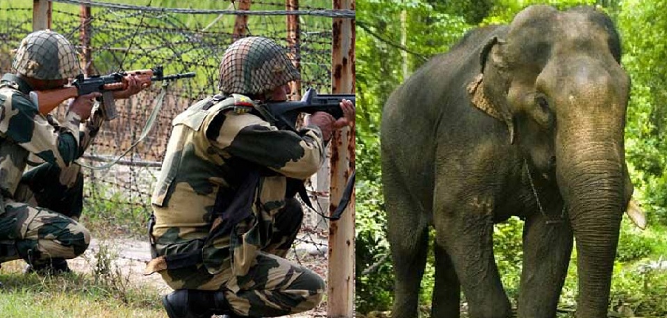 বিএসএফ সদস্যকে পিষে মারলো বন্য হাতি