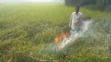 আবারও পাকা ধানক্ষেতে আগুন লাগিয়ে দিল আরেক কৃষক