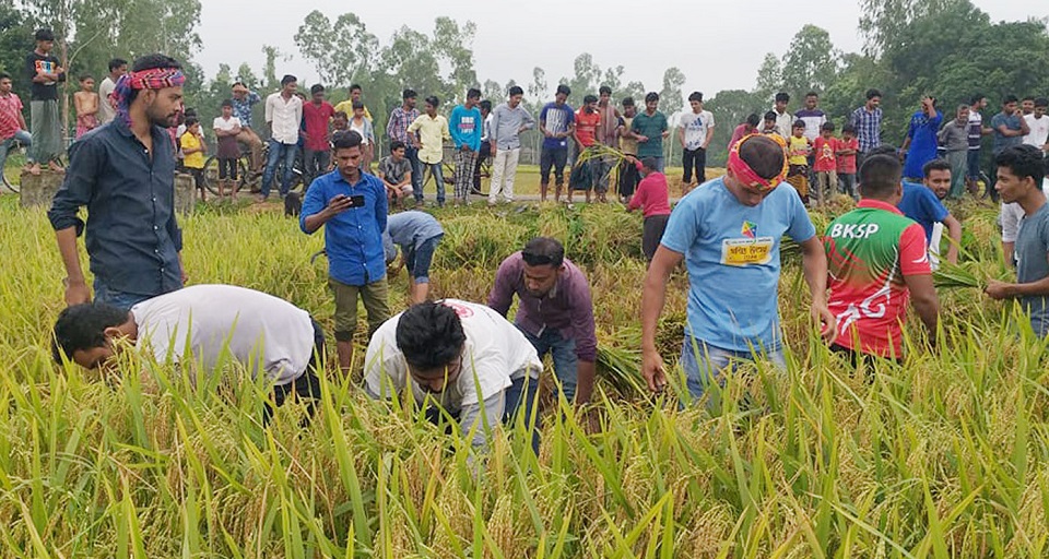 এবার কুড়িগ্রামে দরিদ্র কৃষকের ধান কেটে দিল ছাত্রলীগ