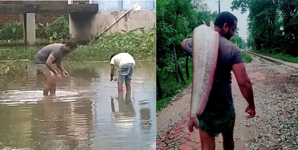 হাঁটু-পানিতে মিললো বিশাল বোয়াল!