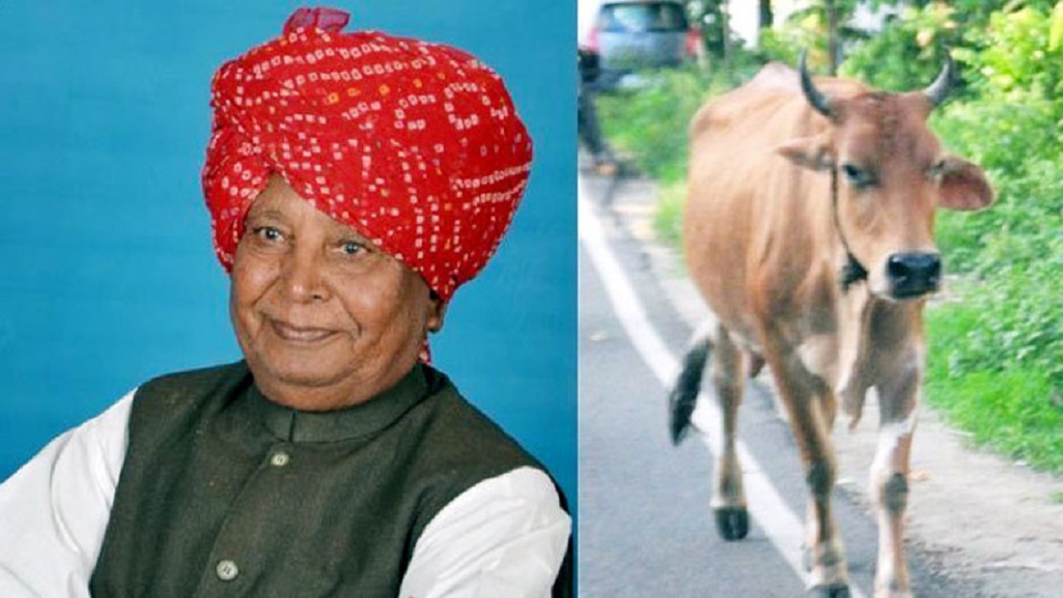 গরুর গুঁতোয় পাঁজর ভাঙল বিজেপি এমপির