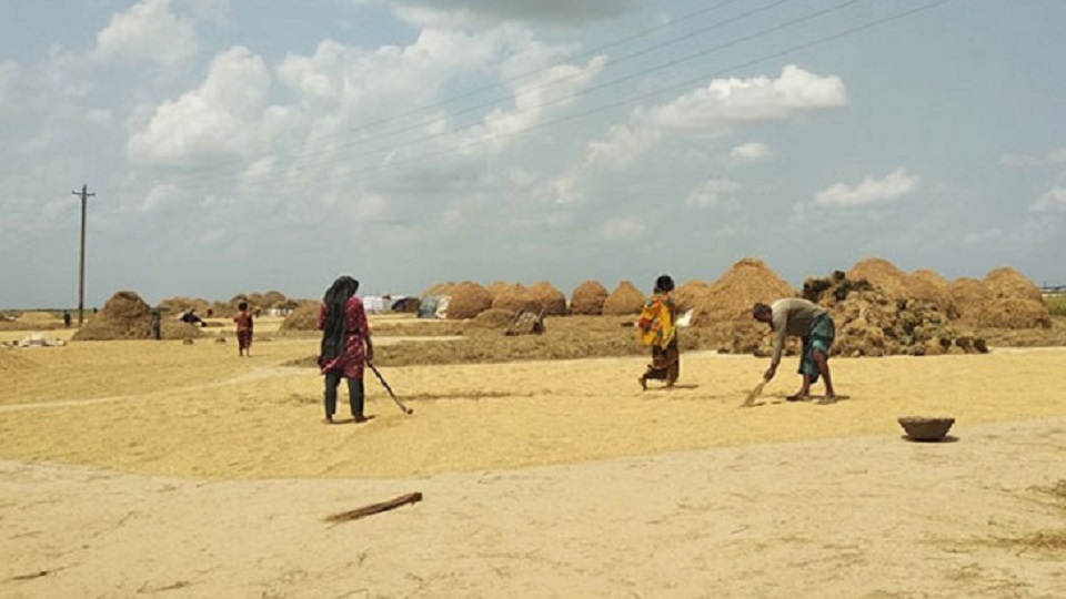 চাল আমদানিতে শুল্ক কর বৃদ্ধি