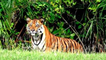 সুন্দরবনে বাঘ বেড়েছে ৮টি