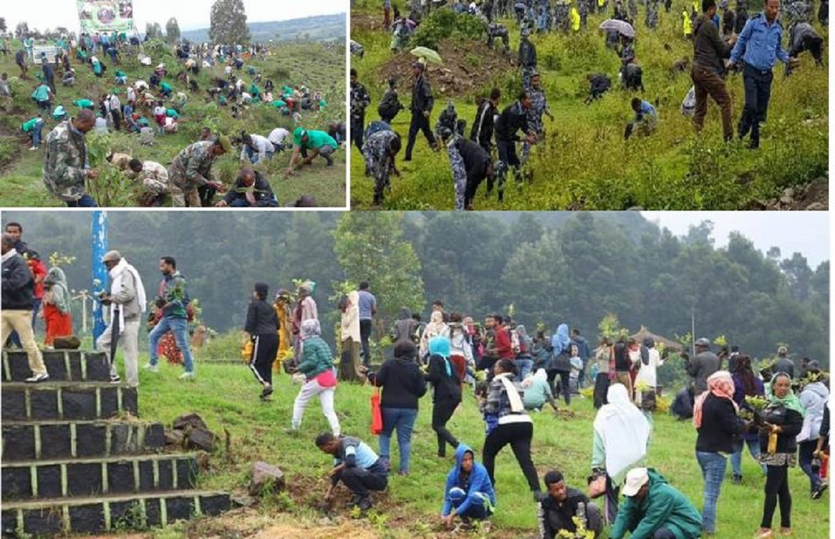একদিনে ৩৫ কোটি গাছ লাগিয়েছে ইথিওপিয়া