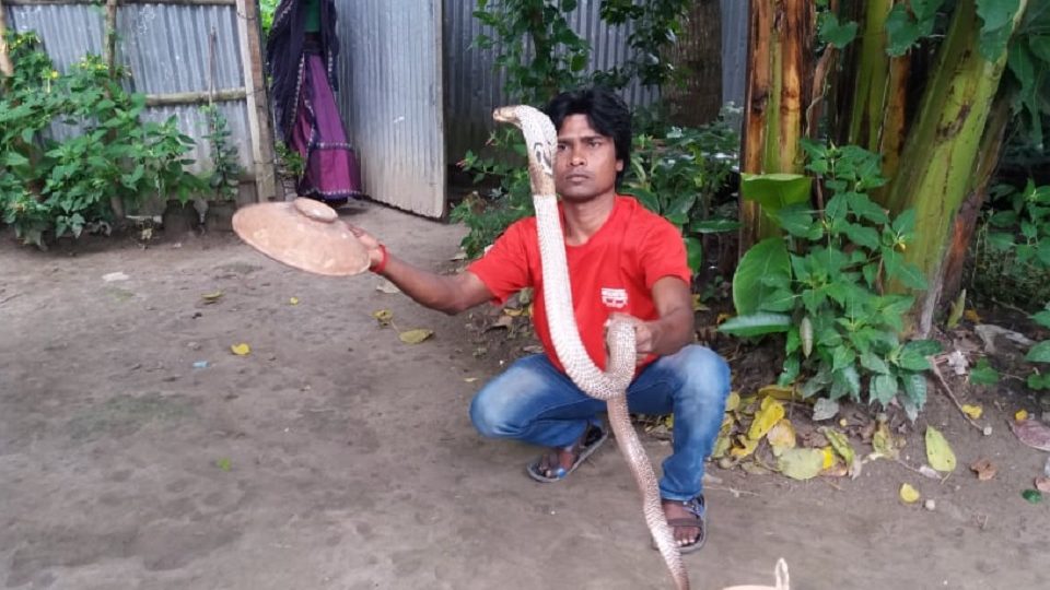 বসত ঘরে মিললো সাড়ে ৪ হাত লম্বা গোখরা!