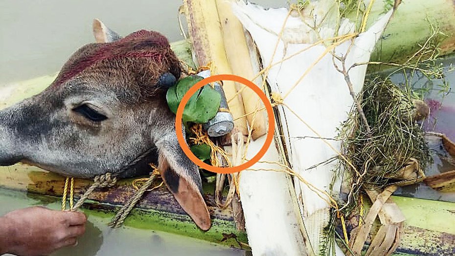ঈদের বাজার: গরুর গলায় বোমা বেঁধে ঢুকানো হচ্ছে বাংলাদেশে!