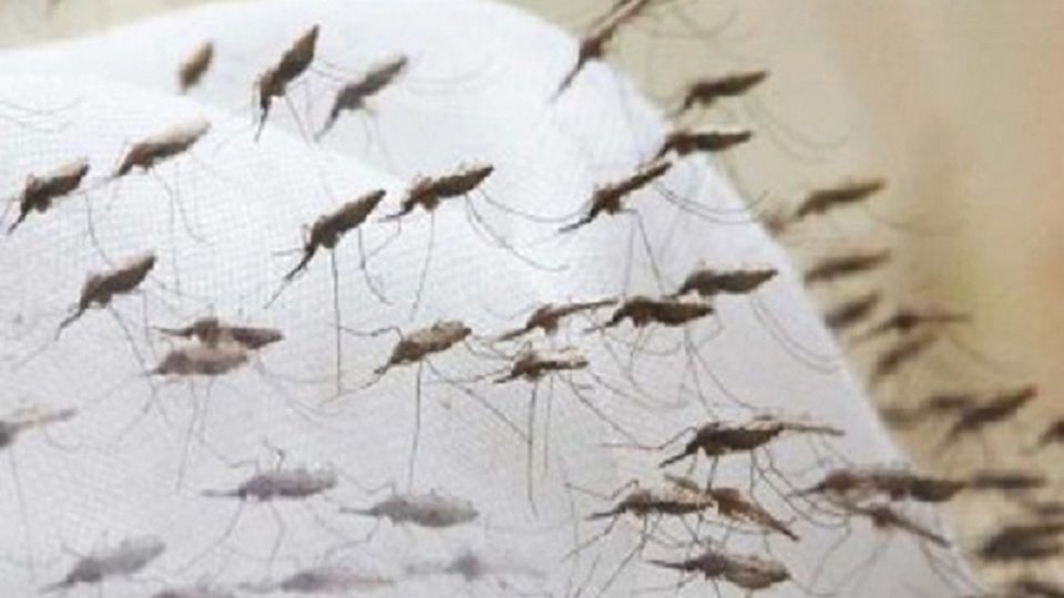 বরগুনায় ১৬ ডেঙ্গু রোগী শনাক্ত