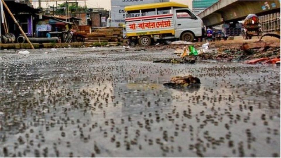 ডেঙ্গু সর্ম্পকে ১০টি তথ্য