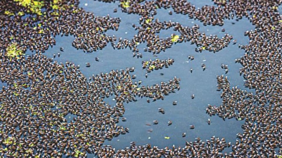 ৫০০ মশা মারলে ১০০ টাকা!