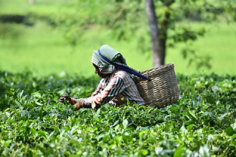 এক কেজি চায়ের দাম ৮৫ হাজার টাকা !