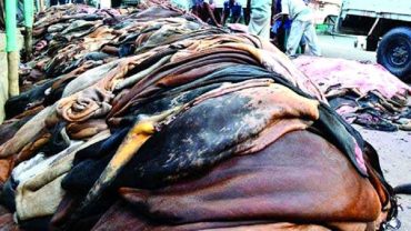 ১০০ টাকায় একটি গরুর চামড়া!
