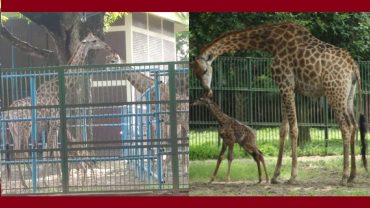 প্রিয়া’র ঘরে নতুন অতিথি