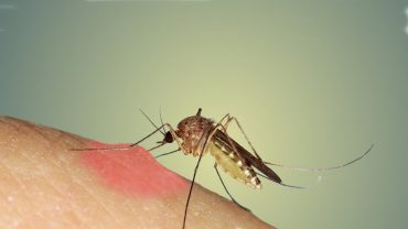‘মশাকে মারবেন না, রক্ত খেতে দিন’
