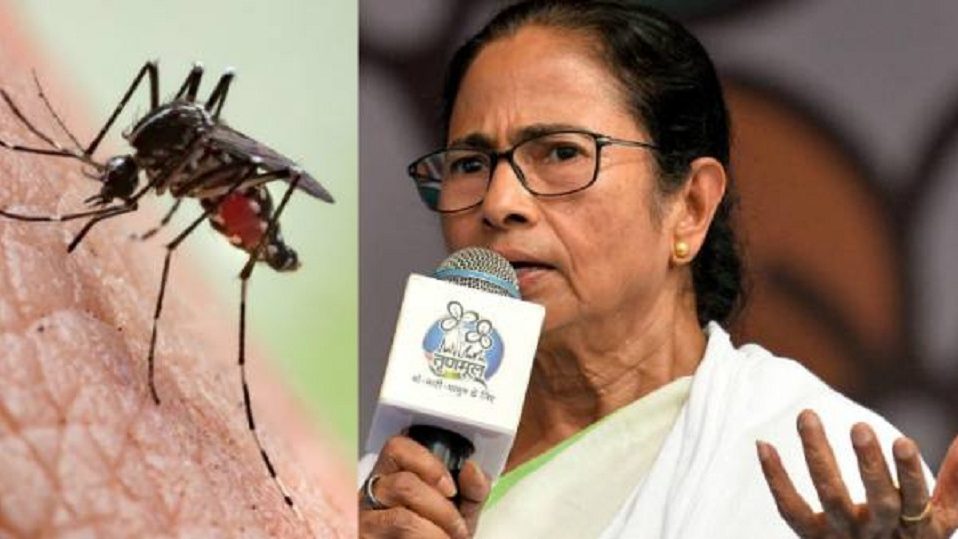 পশ্চিমবঙ্গে ডেঙ্গু ছড়াচ্ছে বাংলাদেশের মশা