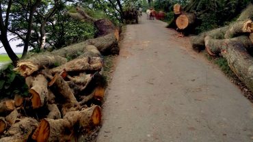 দেড়কোটি টাকার গাছ বিক্রি হল ২৪ লাখ টাকায়!