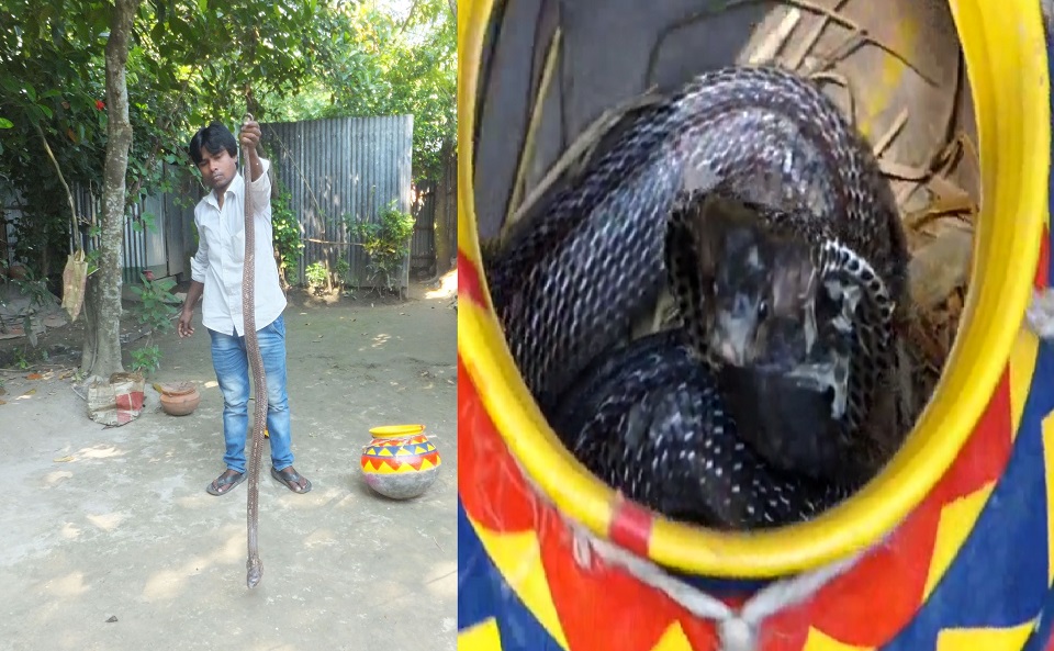 ৪ হাত লম্বা গোখড়া, সাঁপুড়ের দাবী সাপটির বয়স প্রায় ২৫ বছর