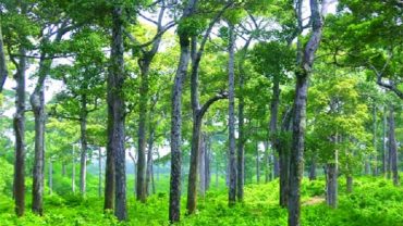 বঙ্গবন্ধুর জন্মশতবার্ষিকীতে ১ কোটি গাছ লাগানো হবে