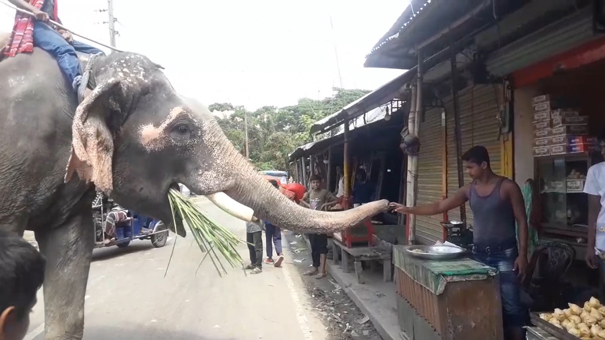 হাতি দিয়ে চাঁদাবাজি!