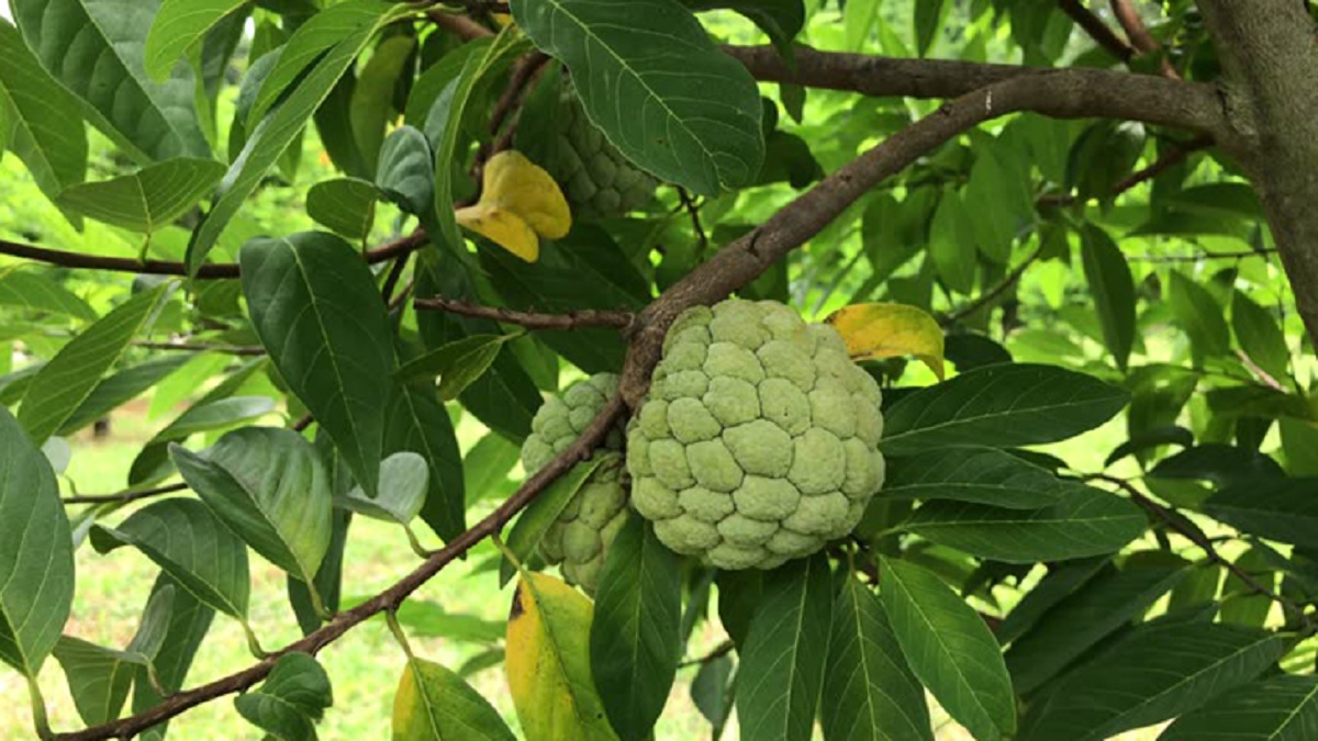 অ্যাসিডিটি কোষ্ঠকাঠিন্যসহ ৫ রোগ সারাবে যে ফল