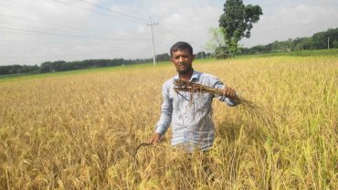 ঝিনাইদহে ধানক্ষেতে কারেন্ট পোকার আক্রমণ