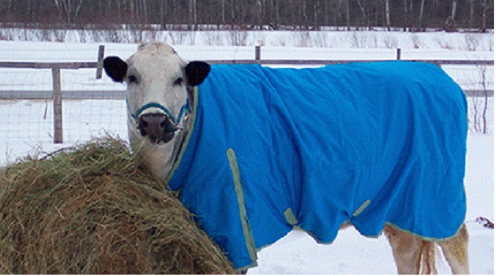 গরুর জন্য শীতবস্ত্র তৈরির অর্ডার দিয়েছে অযোধ্যা সিটি করপোরেশন