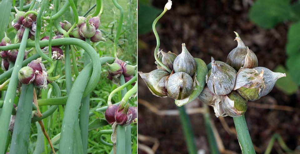 গাছে ধরে মিসরের পেঁয়াজ!