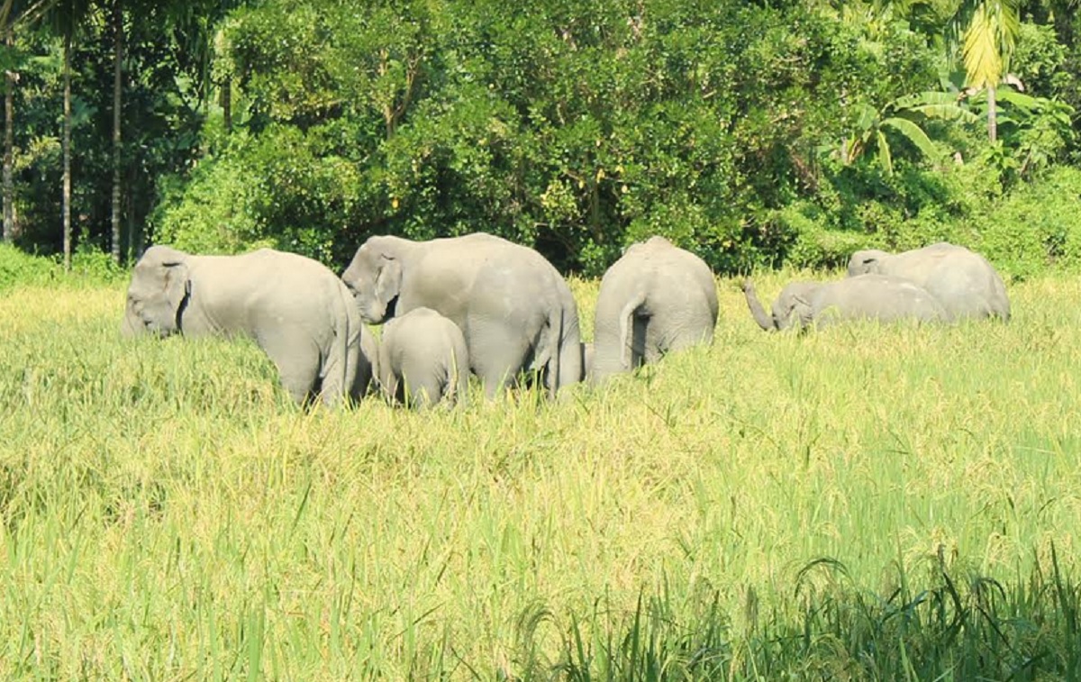 চট্টগ্রামে বন্য হাতির আক্রমণে নিহত ৩