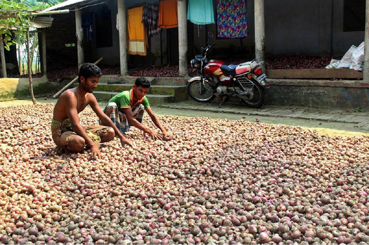 ঝিনাইদহে ১ মণ ধানে ২ কেজি পেঁয়াজ