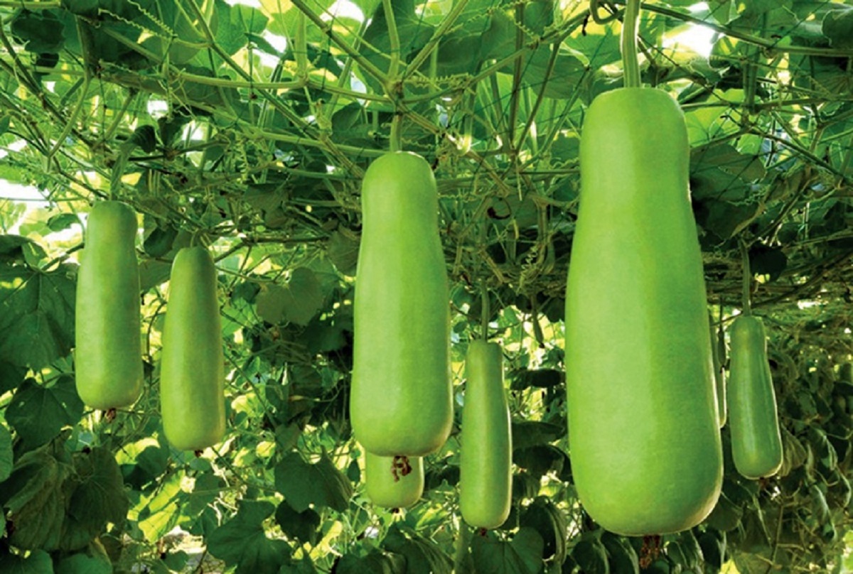 যে সাত কারণে লাউ খাবেন